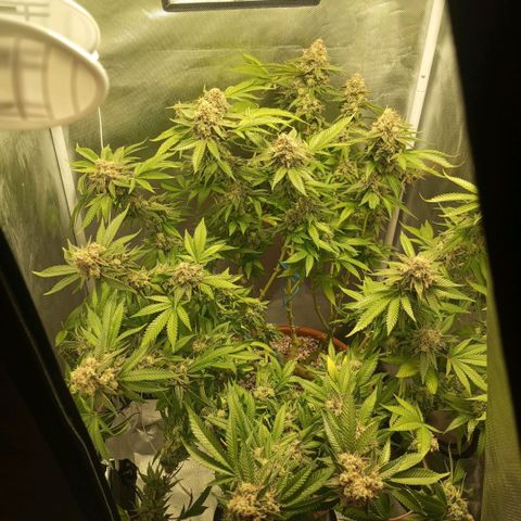 Critical +2 XXL Auto growlog timeline photo