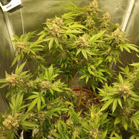Critical +2 XXL Auto growlog timeline photo