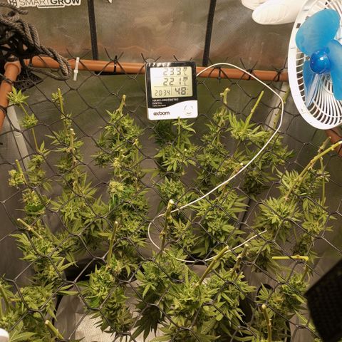 Critical +2 XXL Auto growlog timeline photo