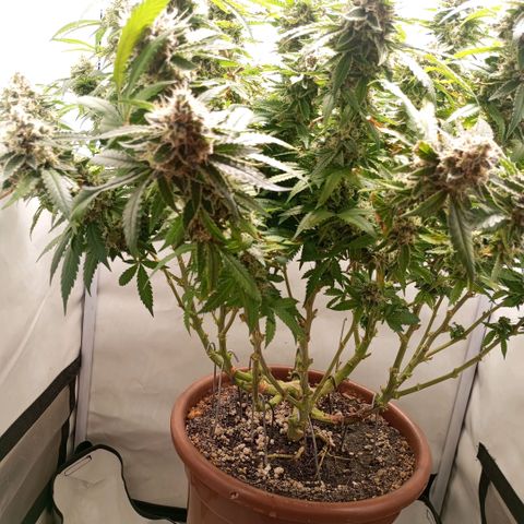 Critical +2 XXL Auto growlog timeline photo