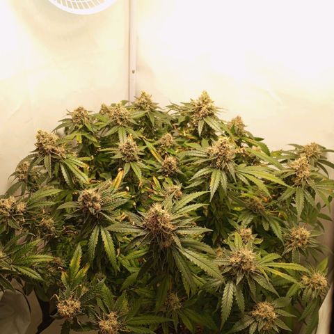 Critical +2 XXL Auto growlog timeline photo