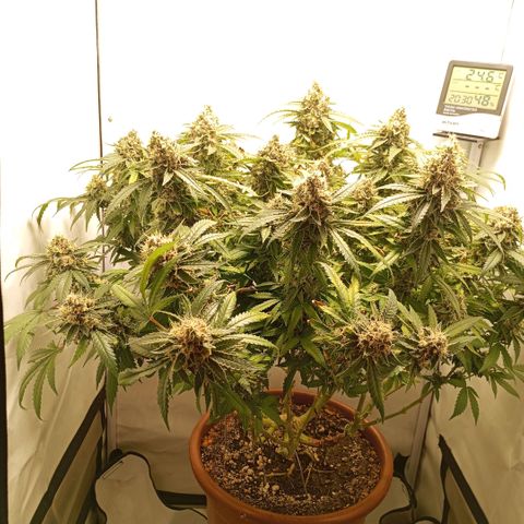 Critical +2 XXL Auto growlog timeline photo