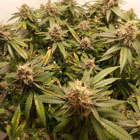 Critical +2 XXL Auto growlog timeline photo