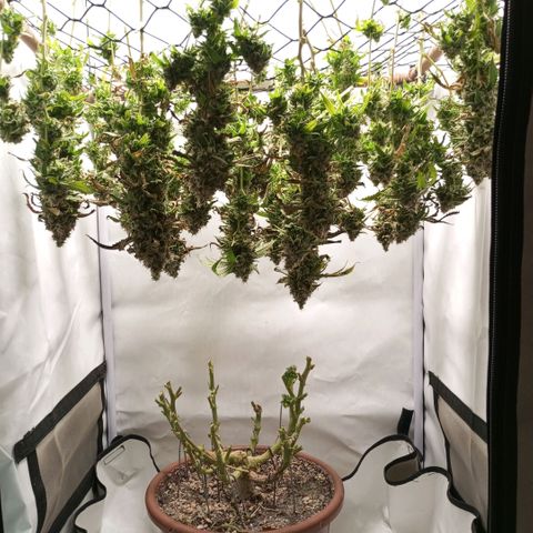 Critical +2 XXL Auto growlog timeline photo