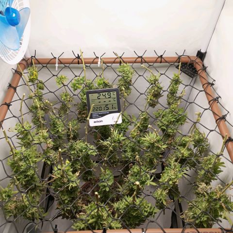 Critical +2 XXL Auto growlog timeline photo