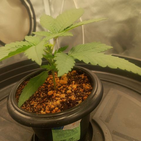 Moby Dick fotoperíodo BSF growlog timeline photo