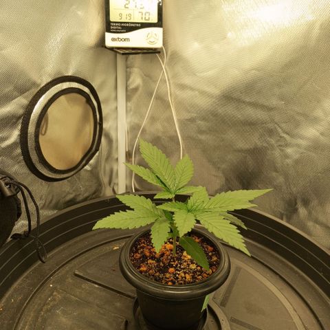 Moby Dick fotoperíodo BSF growlog timeline photo