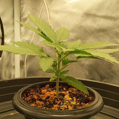 Moby Dick fotoperíodo BSF growlog timeline photo