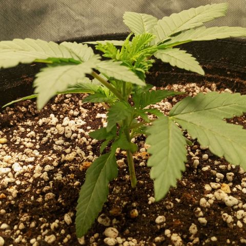 Moby Dick fotoperíodo BSF growlog timeline photo