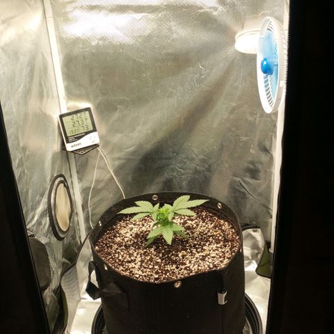 Moby Dick fotoperíodo BSF growlog timeline photo