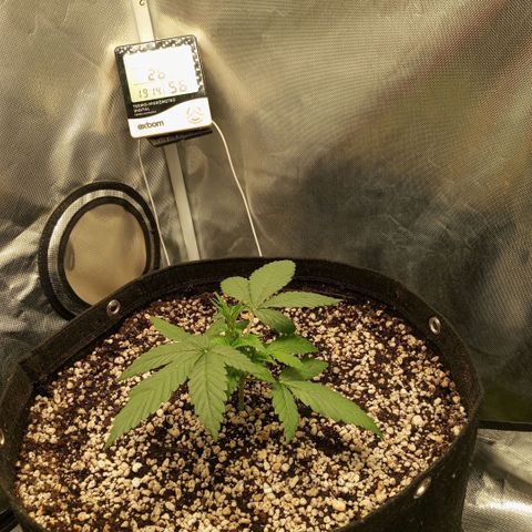 Moby Dick fotoperíodo BSF growlog timeline photo