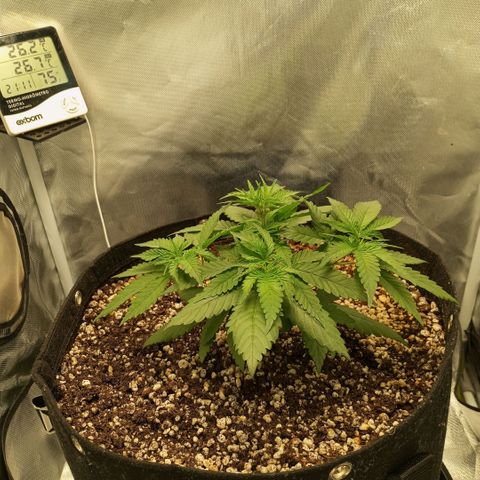 Moby Dick fotoperíodo BSF growlog timeline photo