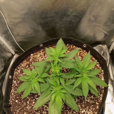 Moby Dick fotoperíodo BSF growlog timeline photo