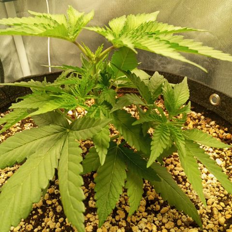 Moby Dick fotoperíodo BSF growlog timeline photo