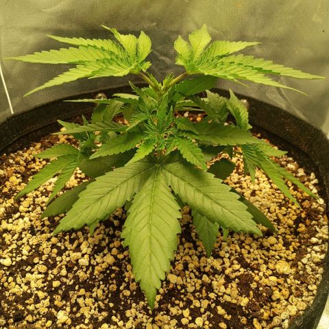Moby Dick fotoperíodo BSF growlog timeline photo