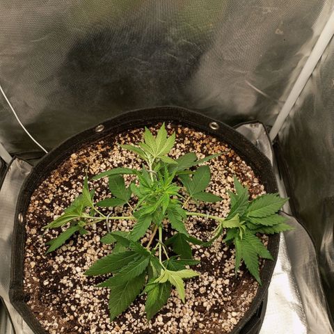 Moby Dick fotoperíodo BSF growlog timeline photo