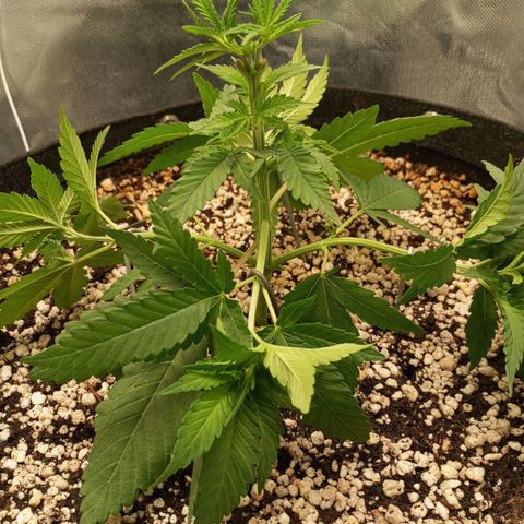 Moby Dick fotoperíodo BSF growlog timeline photo