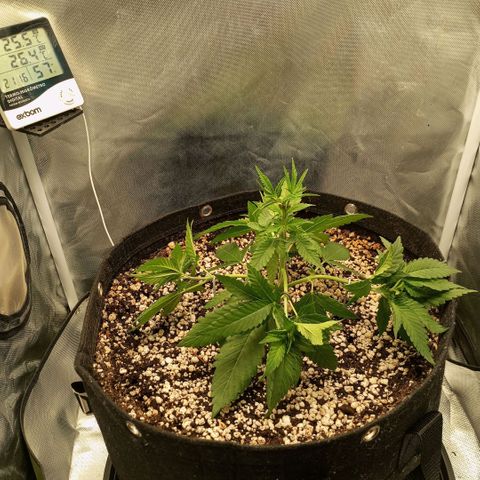 Moby Dick fotoperíodo BSF growlog timeline photo