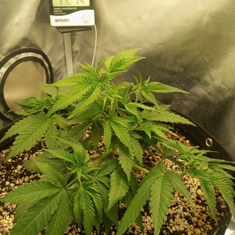 Moby Dick fotoperíodo BSF growlog timeline photo