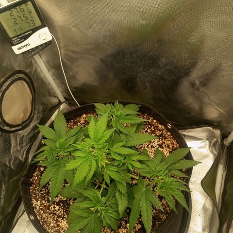 Moby Dick fotoperíodo BSF growlog timeline photo