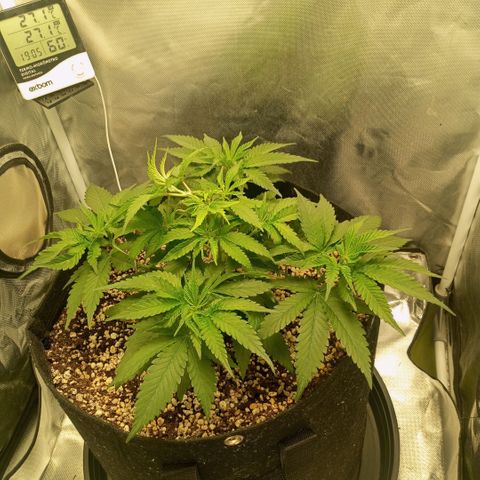 Moby Dick fotoperíodo BSF growlog timeline photo