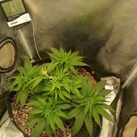 Moby Dick fotoperíodo BSF growlog timeline photo