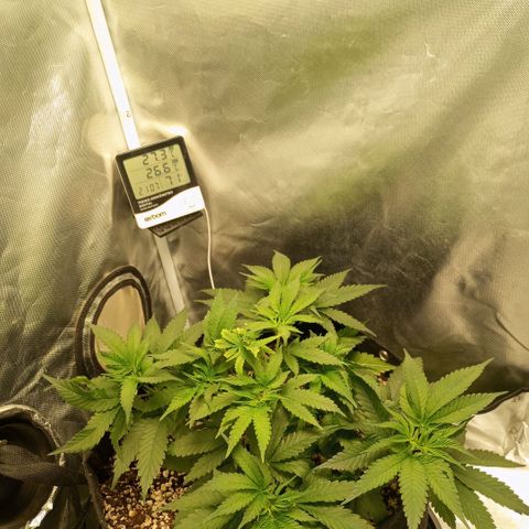 Moby Dick fotoperíodo BSF growlog timeline photo