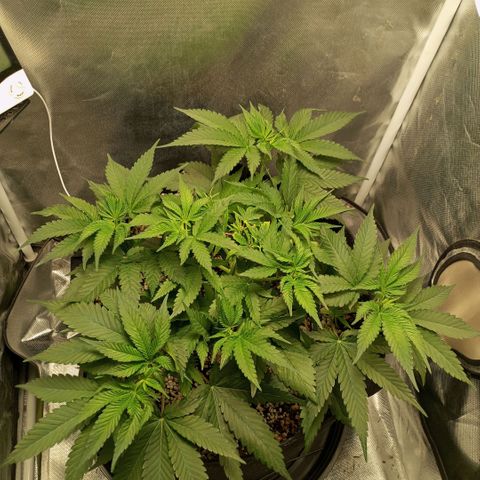 Moby Dick fotoperíodo BSF growlog timeline photo