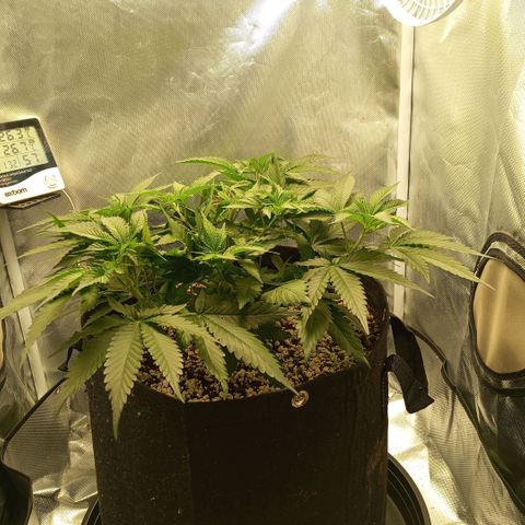 Moby Dick fotoperíodo BSF growlog timeline photo