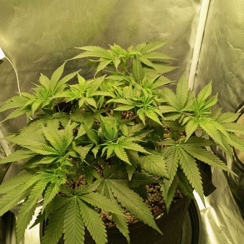 Moby Dick fotoperíodo BSF growlog timeline photo