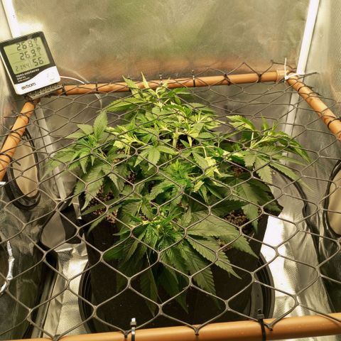 Moby Dick fotoperíodo BSF growlog timeline photo
