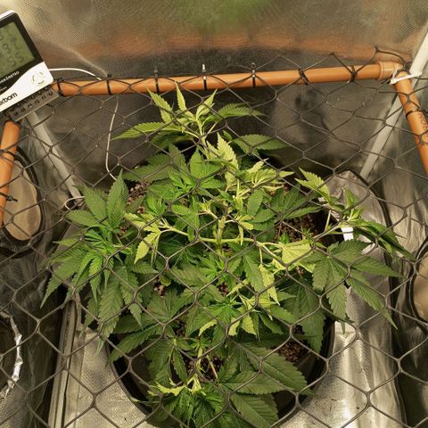 Moby Dick fotoperíodo BSF growlog timeline photo