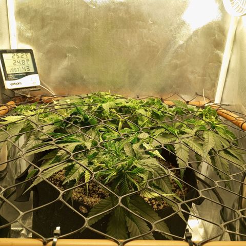 Moby Dick fotoperíodo BSF growlog timeline photo