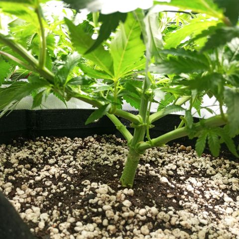 Moby Dick fotoperíodo BSF growlog timeline photo