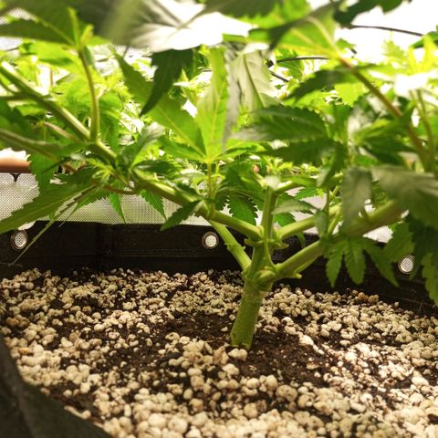 Moby Dick fotoperíodo BSF growlog timeline photo