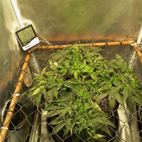 Moby Dick fotoperíodo BSF growlog timeline photo