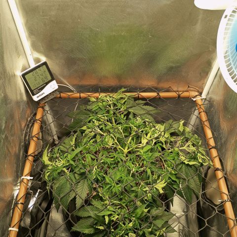 Moby Dick fotoperíodo BSF growlog timeline photo