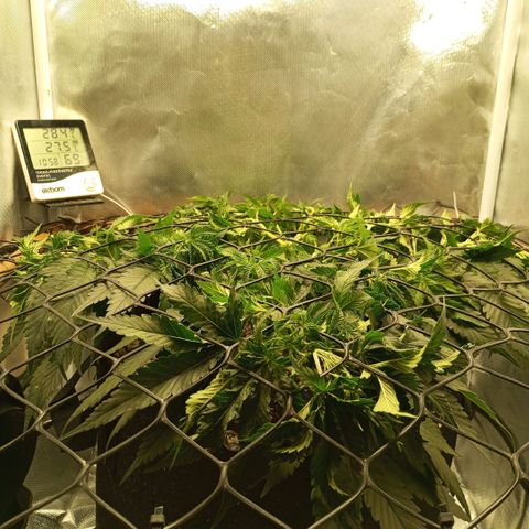 Moby Dick fotoperíodo BSF growlog timeline photo