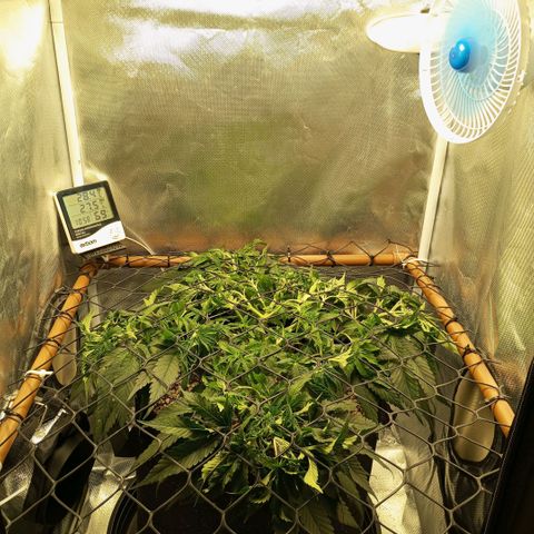 Moby Dick fotoperíodo BSF growlog timeline photo