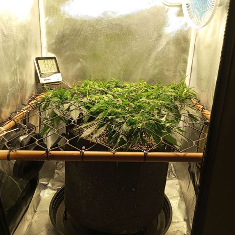 Moby Dick fotoperíodo BSF growlog timeline photo