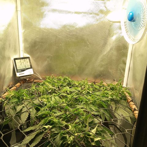 Moby Dick fotoperíodo BSF growlog timeline photo