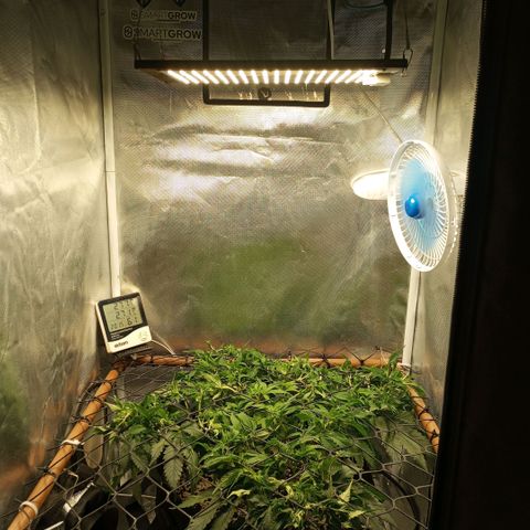 Moby Dick fotoperíodo BSF growlog timeline photo