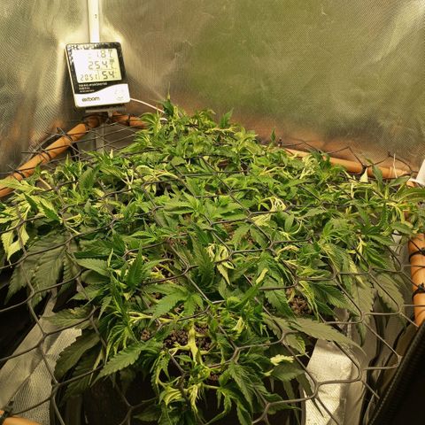 Moby Dick fotoperíodo BSF growlog timeline photo