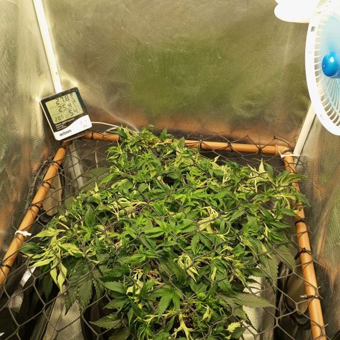 Moby Dick fotoperíodo BSF growlog timeline photo