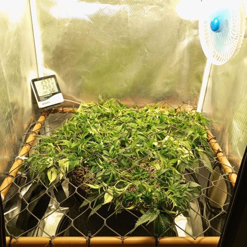 Moby Dick fotoperíodo BSF growlog timeline photo