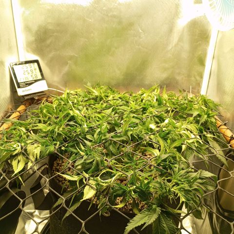 Moby Dick fotoperíodo BSF growlog timeline photo