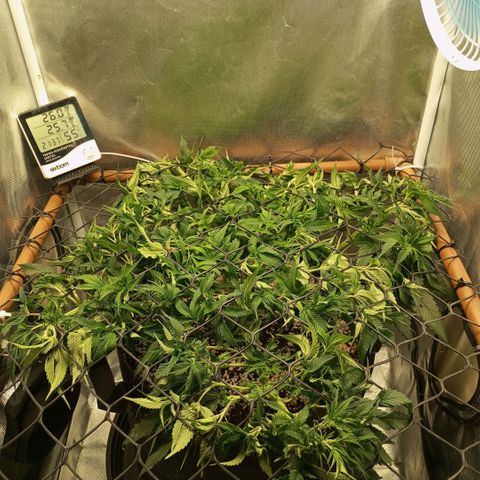 Moby Dick fotoperíodo BSF growlog timeline photo