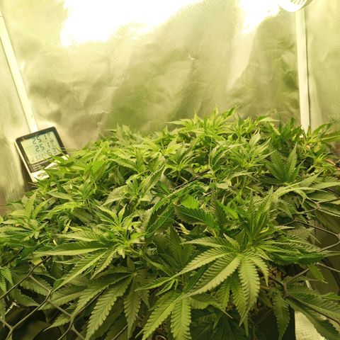 Moby Dick fotoperíodo BSF growlog timeline photo