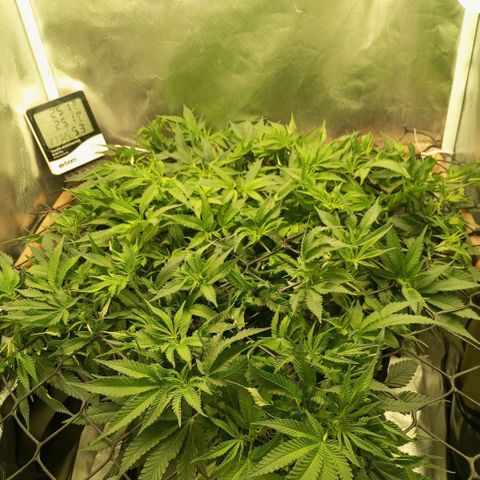 Moby Dick fotoperíodo BSF growlog timeline photo