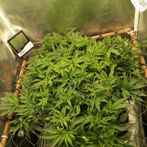 Moby Dick fotoperíodo BSF growlog timeline photo